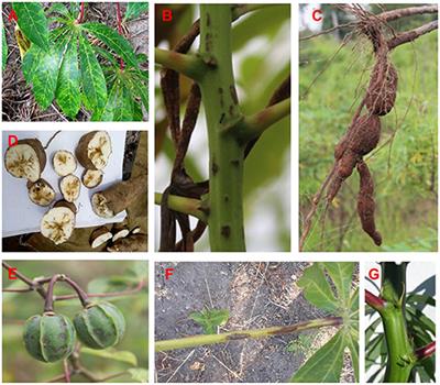 Expansion and impact of cassava brown streak and cassava mosaic diseases in Africa: A review